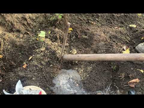 Видео: Посадка хурми. 5.11.25