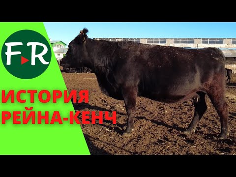 Видео: КФХ Рейна-Кенч. Разведение КРС абердин-ангусской и симментальской породы Конюшня и спортивные лошади
