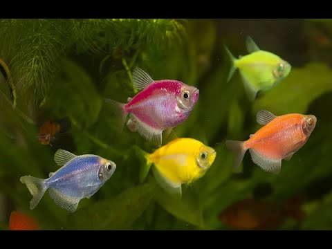 Видео: Сочинение на тему , как я провёл зимние аквариумные каникулы .