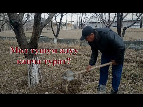 Видео: Мол тушум алуу канча турат