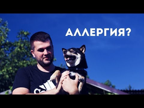 Видео: Чем кормить собаку при аллергии?