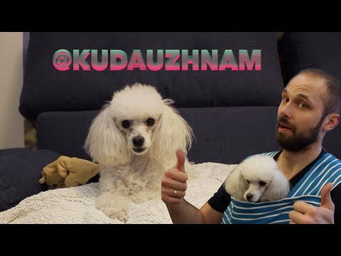 Видео: Делаем походный слинг для Пуделя ) Или как маленькую собаку по горам таскать!