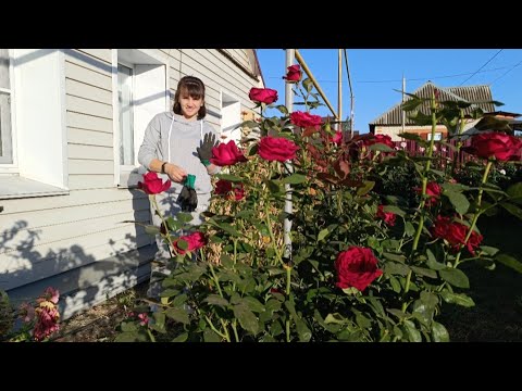 Видео: УРА!БУДЕТ ТЁПЛАЯ ВЕРАНДА!КУПИЛИ АКВАРИУМ!ВСТРЕЧАЕМ ГОСТЕЙ!ОСЕНЬ В ДЕРЕВНЕ!