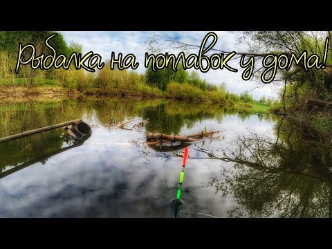 Видео: ЛОВЛЯ ПЛОТВЫ НА УДОЧКУ РЯДОМ С ДОМОМ!