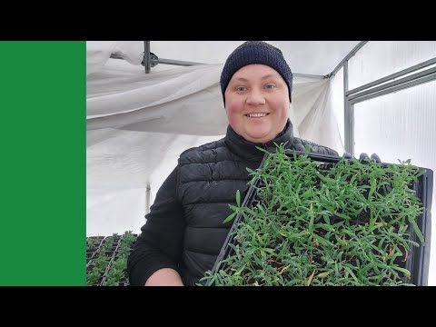 Видео: Алиссум переезжает! Первые посылки😍