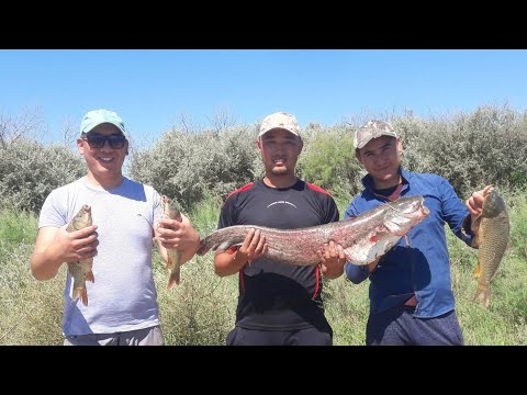 Видео: РЫБАЛКА В КАЗАХСТАНЕ. КЫЗЫЛОРДА. БИРКАЗАН. НОЧЁВКА (СОМ НА 12 КГ, САЗАНЫ, СУДАК, ЗМЕЙГОЛОВ)