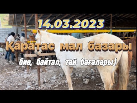 Видео: Каратас мал базары.Шымкент мал базар. Жылқы бағалары. Шарапхана мал базары.