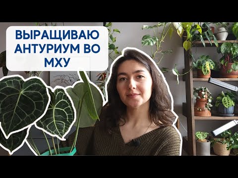 Видео: Мой ОПЫТ выращивания АНТУРИУМА КЛАРИНЕРВИУМА / Мох СФАГНУМ вместо ГРУНТА