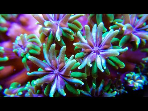 Видео: Десять дней один.