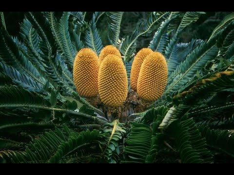 Видео: Саговниковые-3