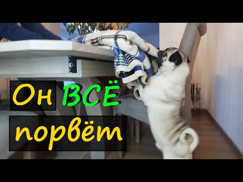 Видео: МОПС - это ЗВЕРЬ !!! Жизнь с МОПСОМ ! Собака.