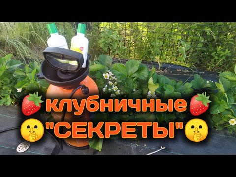 Видео: Как разогнать куст 🍓 клубники? 🤫 Клубничные секреты🤫 Belklubnika.by