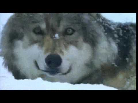 Видео: Злая доля