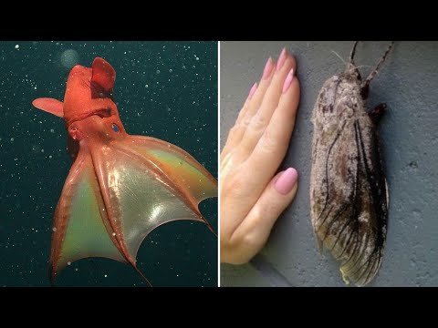 Видео: ▽ Животные планеты Земля. Большой сборник