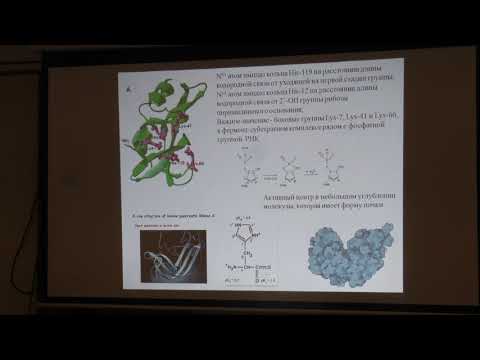 Видео: Клячко Н. Л. - Механизмы ферментативного катализа - 9. Рибонуклеазы. Лизоцим