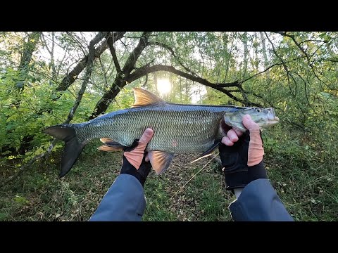 Видео: Великолепное утро на реке Лесной Воронеж). KUYING в ударе))).