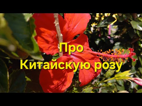 Видео: Про Китайскую розу ещё раз / Лютики-цветочки