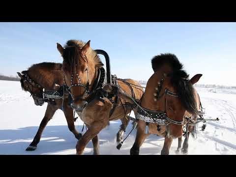 Видео: Тройка лошадей. Природный парк «Олений»