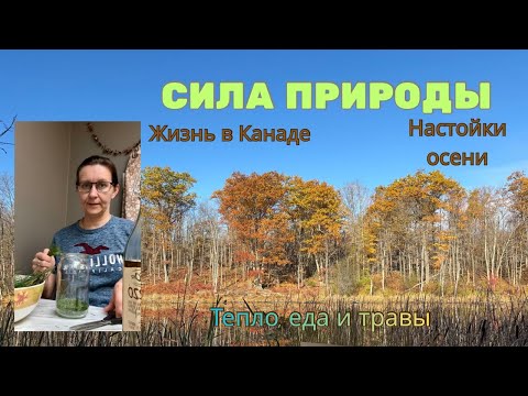 Видео: Поздняя Канадская осень | лес и домашние настойки 🍂 Простая жизнь, еда и сила природы