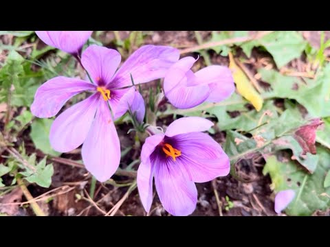Видео: На село никога не е скучно😍