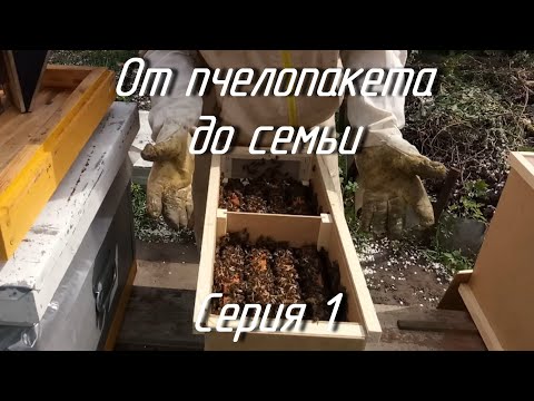 Видео: От пчелопакета до семьи. Часть 1.