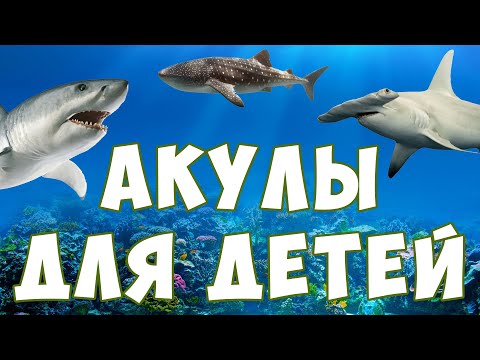 Видео: Акулы для детей | морские животные | учим рыб | развивающее видео