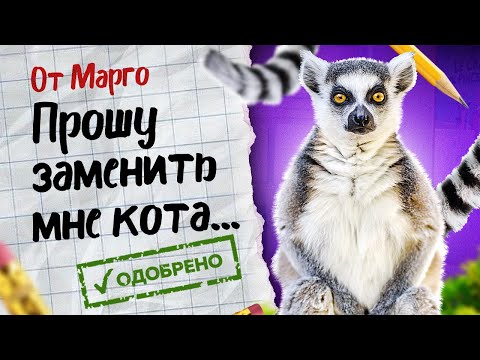 Видео: У лемура Марго новый сосед? 🙀 Нападение лемура на котов