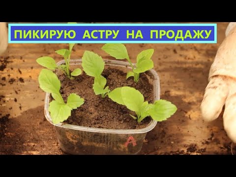 Видео: Оптимальная тара для продажи рассады астр.