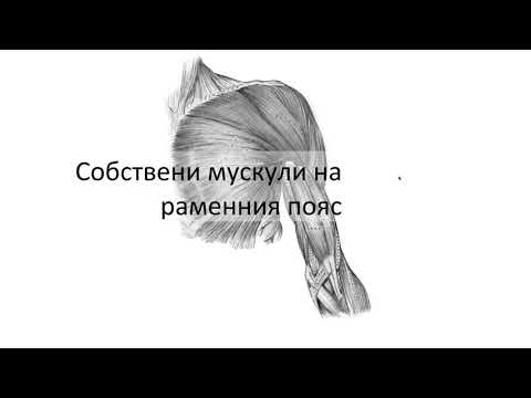 Видео: Собствени мускули на раменния пояс (2:57) ┃teoriyata.com