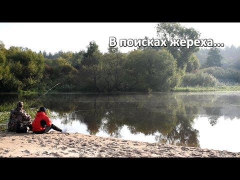 Видео: В поисках жереха... 2017