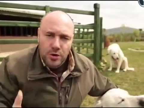 Видео: 'Планета собак'  Турецкий акбаш 2014