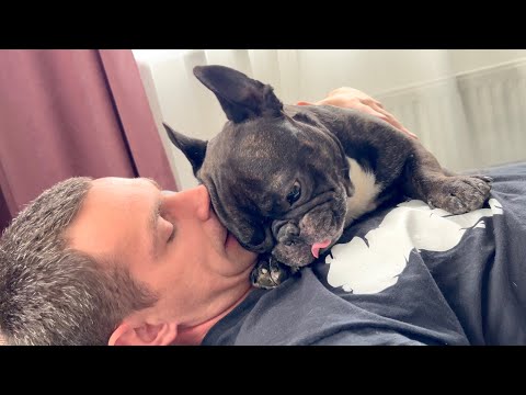 Видео: Пять лет с Французским бульдогом