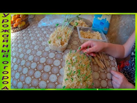 Видео: ВЫРАЩИВАНИЕ РАССАДЫ ГОРОШКА И ФАСОЛИ В ОПИЛКАХ!