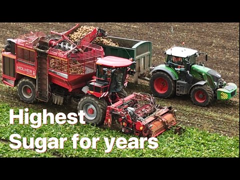 Видео: Обновление по ферме 398 Самый высокий процент сахара за многие годы способствует получению дохода...