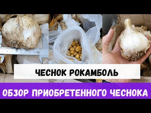 Видео: ЧЕСНОК РОКАМБОЛЬ КИПРСКИЙ ГИГАНТ СЛОНОВЫЙ ЧЕСНОК