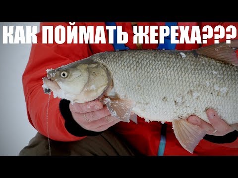 Видео: ЖЕРЕХ! ГДЕ НАЙТИ и КАК ПОЙМАТЬ?