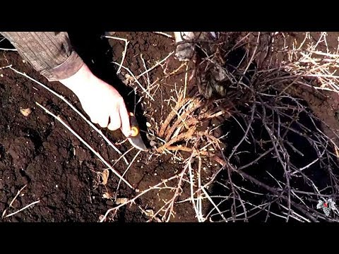 Видео: Обрезка КРЫЖОВНИКА