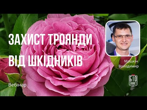 Видео: Захист троянди