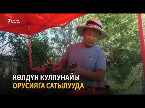 Видео: Көлдүн кулпунайы Орусияга сатылууда