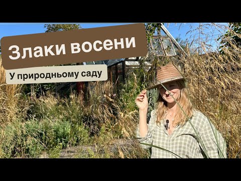 Видео: Злаки восени. Природний сад #міскантус #куничник #пенісетум 