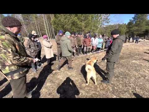 Видео: Выставка ЗСЛ Свердловская область 15.04.23