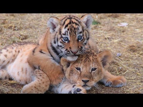 Видео: Львята Марсельвята против Чуковичей и суровый тигр. Тайган. Confrontation of lion clans and tigers