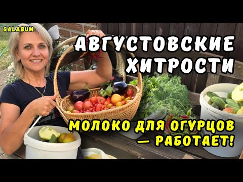 Видео: Собирать Богатый Урожай в Августе вполне реально / Делюсь Супер - Подкормкой для Огурцов. @galabum