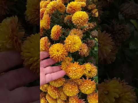 Видео: Изменения на участке 