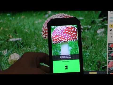 Видео: Сбор грибов со смартфоном Вас приятно удивит 🍄
