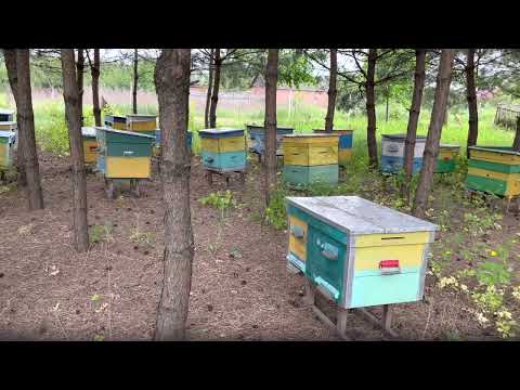 Видео: БЕЛАЯ АКАЦИЯ-МЕДОНОС.