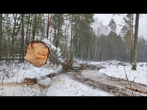 Видео: Валка деревьев с наклоном