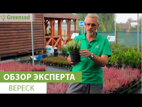 Видео: Вереск