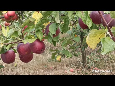 Видео: Яблуня Моді