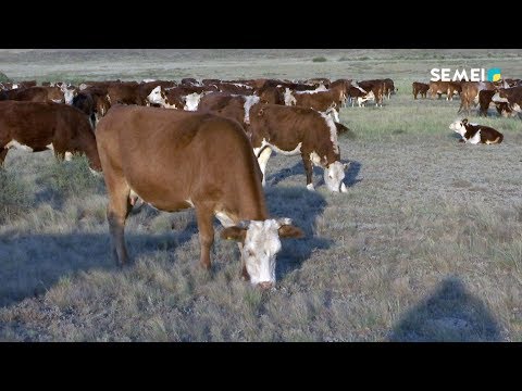 Видео: АЯГӨЗ ӨҢІРІНДЕ МАЛ БАСЫ АРТТЫ. Күндізгі жаңалықтар 07.09.18